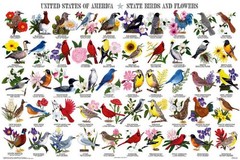 State Birds and Flowers Educational Chart Poster 24 x 36 Free Shipping