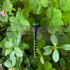 2026 New Dragon Fly Clips for Bugs Repellent,3D Clip, Dragonfly Garden Decor USA