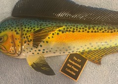 Mahi Mahi, 18” Wall Decor. Hand painted. Nautical Beach Decor. Fishing Decor.
