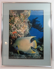 Colorful Tropical Exotic Fish Coral Reef Framed Matted Wall Art Print Picture