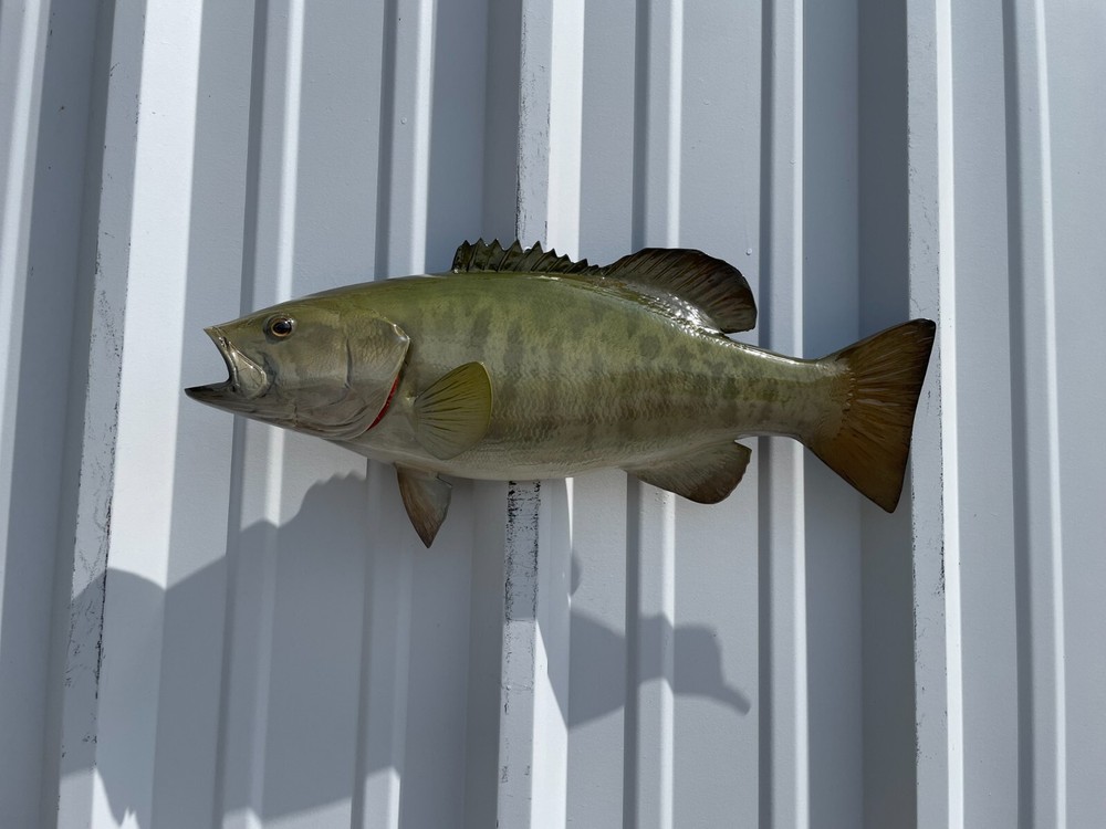 20″ Smallmouth Bass (Green) Half Mount Fish Replica – Quick Production
