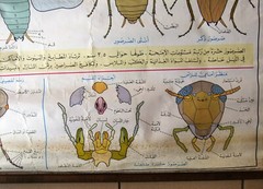 Cockroach الصرصور ملصق Educational Arabic Original Lebanese School Poster 1974