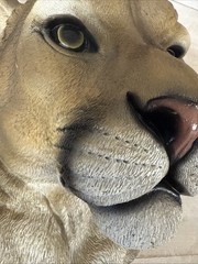 Puma Wall Art Eye-Catching Large Animal Head Fast Shipping