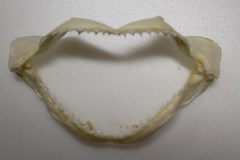 1-SMALL SHARK JAW,4″ -5″,Coastal Home Decor,Shark Collectors Gift, SS-393