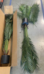 2 Pack 5FT Artificial Palm Tree