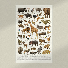 Animals of the African Savanna Retro Style Animal Identification Chart Poster