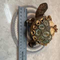 Hand Painted Ceramic & Shell Turtle Figurine, Glossy Brown/Beige/Green Shells