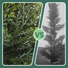 2 Pack 4ft Artificial Cedar Topiary Trees 48in UV Rated Potted Fake Cypress