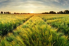 Springtime Rural Farm Landscape With Wheat Field At Sunset Poster 18×12