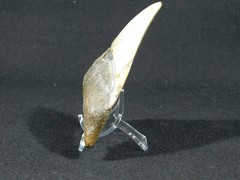 Easel Display Stand Lucite MINI Sized