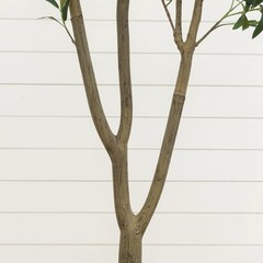 7′ Artificial Olive Tree in White Decorative Planter