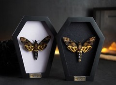 Goth Gifts Christmas Real Death Head Moth Framed Curiosity Oddities Decor Art