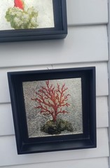 Coral Print, Mirror Effect Black Framed Shadow Boxes, Set of 2, Coastal Classy