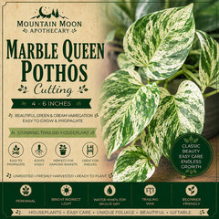 Marble Queen Pothos Cutting Live Plant Unrooted Epipremnum Aureum Cutting