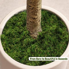 Green Moss for Crafts – 4OZ Fake Moss for Indoor Plants, Terrariums, Fairy