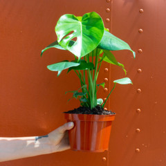 Monstera Deliciosa Tropical Split Leaf Plant in 6″ inch Pot | Indoor and Outdoor