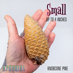 Whole Knobcone Pine Cone Pinus Attenuata Pinecones for Crafts Decorations Jewelr