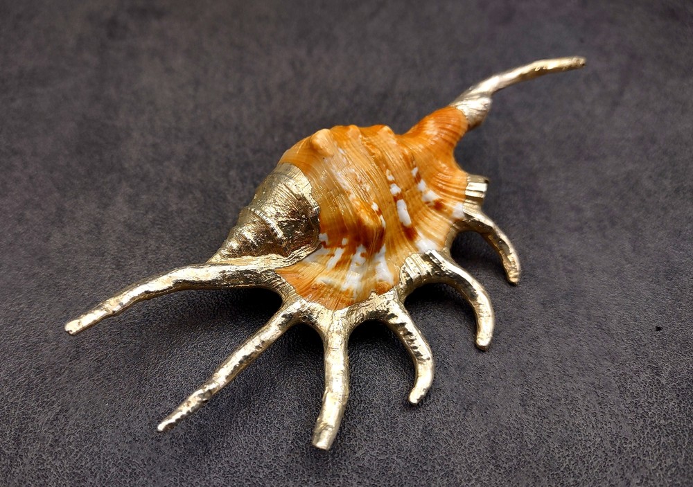 Silver-Plated Oranger Spider Seashell (1 Shell approx. 4+ inches)