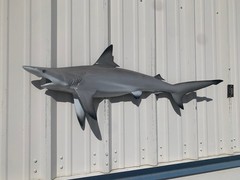 45″ Blacktip Shark Half Mount Shark Replica – Quick production