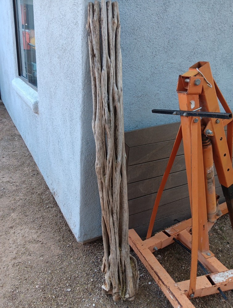 Sahuaro Skeleton Cactus