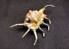 Silver-Plated Oranger Spider Seashell (1 Shell approx. 4+ inches)