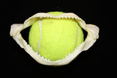 1-SMALL SHARK JAW,4″ -5″,Coastal Home Decor,Shark Collectors Gift, SS-393