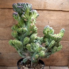 D8191 MYRTILLOCACTUS GEOMETRIZANS CRESTED pot18-H44-W40 cm MaMa Cactus