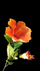Large Orange Hibiscus stem silk flowers