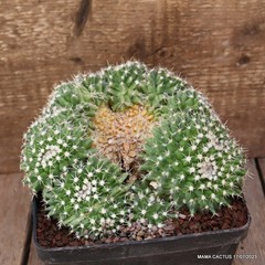 A5696 MAMMILLARIA COMPRESSA CRESTED MONSTER pot14-H8-W17 cm MaMa Cactus