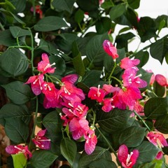 Nearly Natural 42in Artificial Bougainvillea Tree, Faux Flowering 42in, Pink