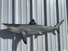49″ Blacktip Shark Half Mount Shark Replica – Quick Production