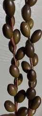 Artificial Olives Decor Twig & Stem Faux Branch Oval Pods Bundle Of 5