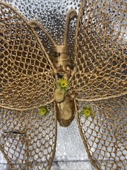 Handwoven Vintage Boho Wall Hanging Butterflies Decor Set Of Two
