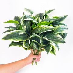 6PCS UV Resistant Artificial Tropical Plants – 15.75″ Faux Green Hostas for Indo