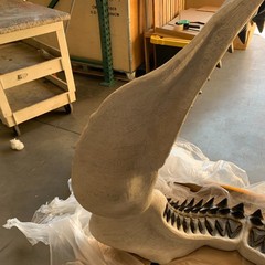 Megalodon Giant Shark Jaw Open Life Size Statue Ocean Sea Fossil Prop Display