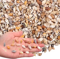 About 1000pcs Small Natural Sea Shells 1-2cm, Mixed Tiny Spiral Conch Shells Bul