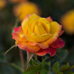 2.5 In. Sunblaze Rainbow Mini Rose Bush with Yellow-Orange-Red Flowers (3-Pack)