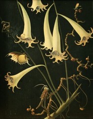 Trumpet Blooms and Insects : Franz Sedlacek c1935 Archival Quality Art Print