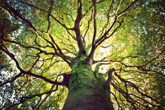 Tree Hugging Sunlight Through Branches of Tree Photo Art Print Poster 18×12