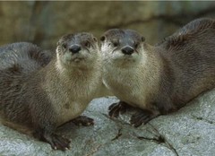 OTTER FAMILY GLOSSY POSTER PICTURE PHOTO PRINT BANNER river northern cute 5636