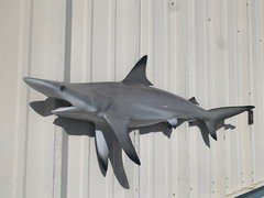 45″ Blacktip Shark Half Mount Shark Replica – Quick production
