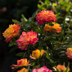2.5 In. Sunblaze Rainbow Mini Rose Bush with Yellow-Orange-Red Flowers (3-Pack)