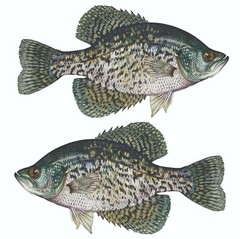 Black Crappie Sticker, Decal, Bumper Sticker Truck, Fishing, Boat Stickers 2/pk