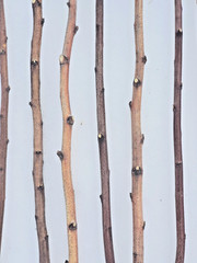 4ft. Birch Pole Assortment, 4 pc. for Wood Craft, Macrame, Rustic Curtain Rods