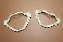 1-SMALL SHARK JAW,4″ -5″,Coastal Home Decor,Shark Collectors Gift, SS-393