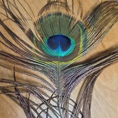 Bohemian Home Decor Evergreen Indiana Glass Vase Real Peacock Feather Boho Chic