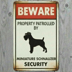Beware Miniature Schnauzer Security 8 x 12 V Novelty Metal Sign New!