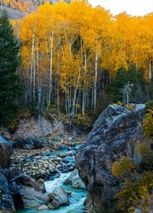 Creek and Trees Aspen Colorado Fall Autumn POSTER PICTURE Photo PRINT USA Nature
