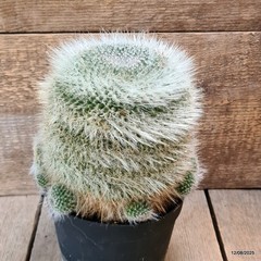 D5887 MAMMILLARIA HANIANA OLD pot18-H18-W17 cm MaMa Cactus