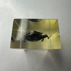 Real Insect Specimen Beetle Encased in Resin Paperweight Display 1.5″ x 1″